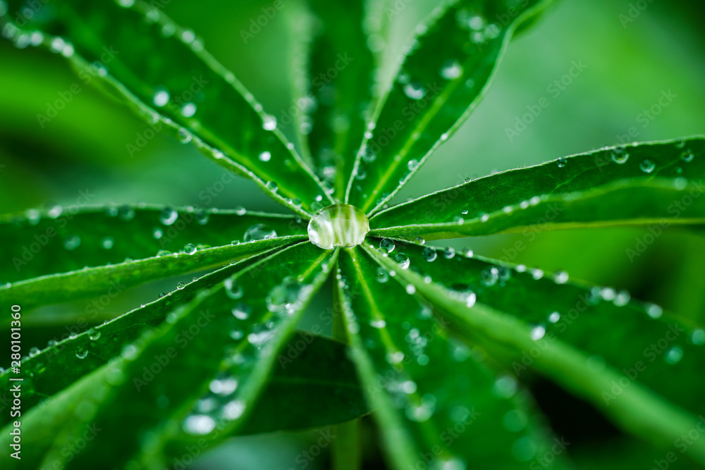 草についた水滴