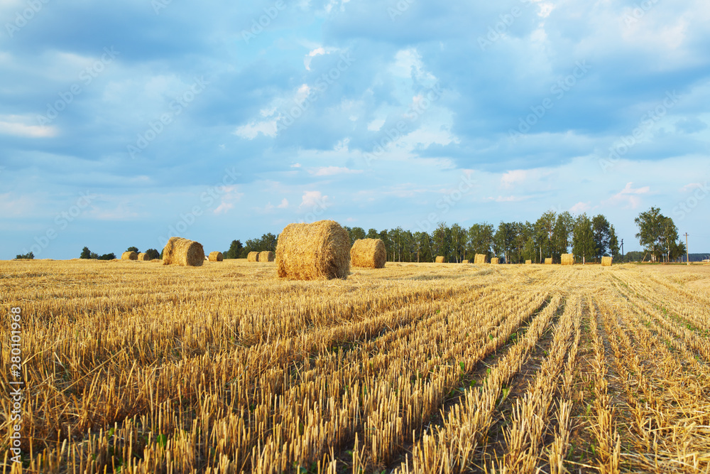 Harvested rye field