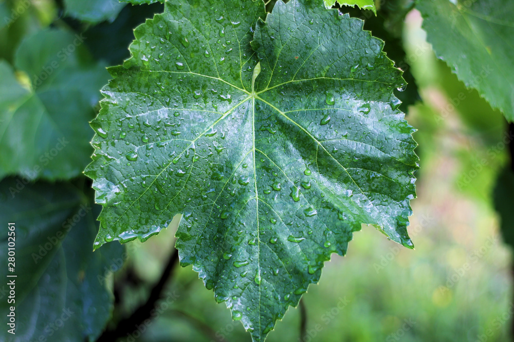 Vineyard after the rain. Close up grape leaves with water drops Vineyard after the rain. Close up grape leaves with water drops