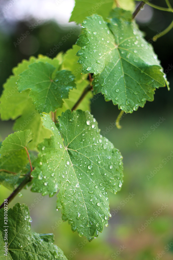 Vineyard after the rain. Close up grape leaves with water drops Vineyard after the rain. Close up grape leaves with water drops