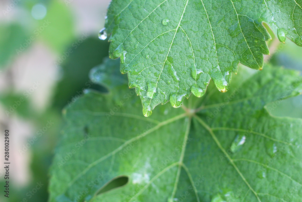 Vineyard after the rain. Close up grape leaves with water drops Vineyard after the rain. Close up grape leaves with water drops