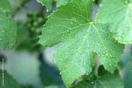 Vineyard after the rain. Close up grape leaves with water drops