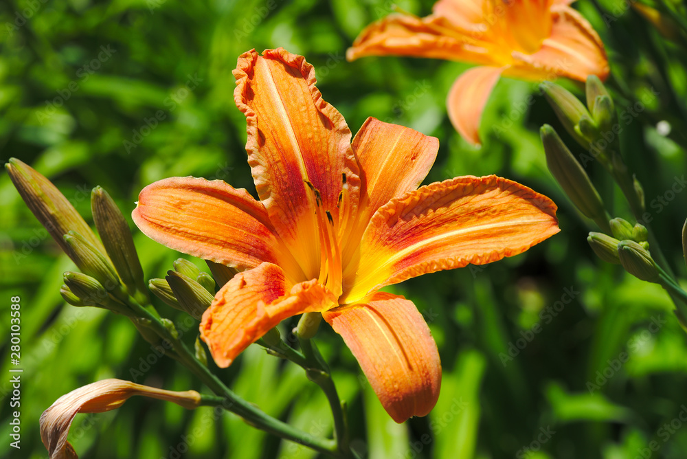 Fleur et pistil d'Hemerocalle orange sur fond vert; Hemerocallis Fleur et pistil d'Hemerocalle orange sur fond vert; Hemerocallis