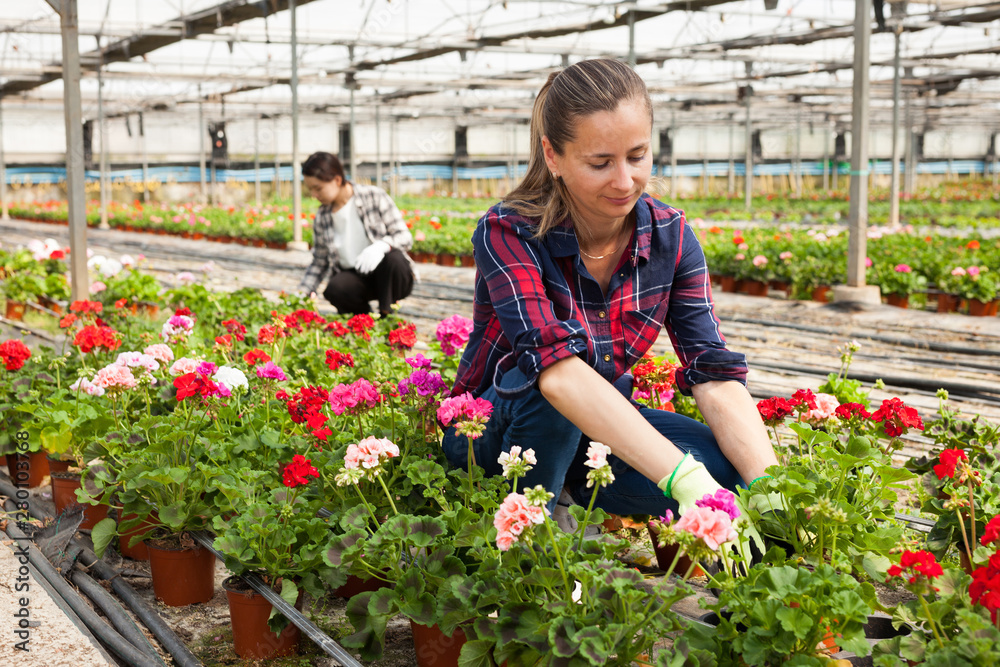 Experienced female worker gardening in glasshouse, checking flowers