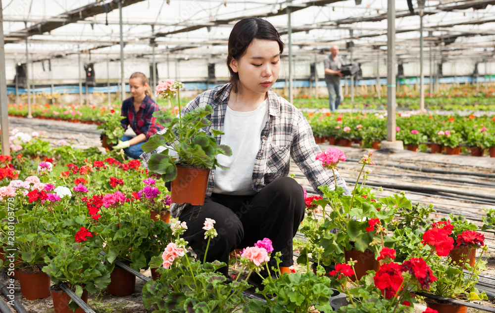 Two woman florists working in sunny glasshouse full of flowers