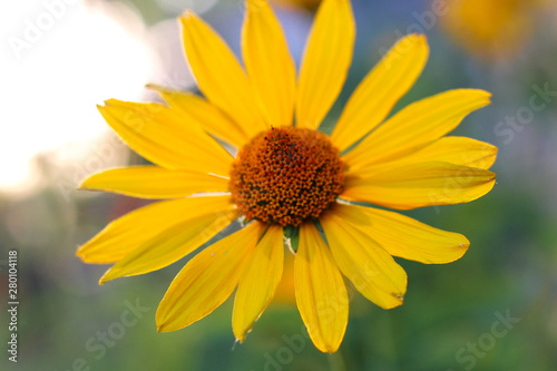 orange-yellow flowers at sunset. Similar to daisy flowers on a blurred background with bokeh.