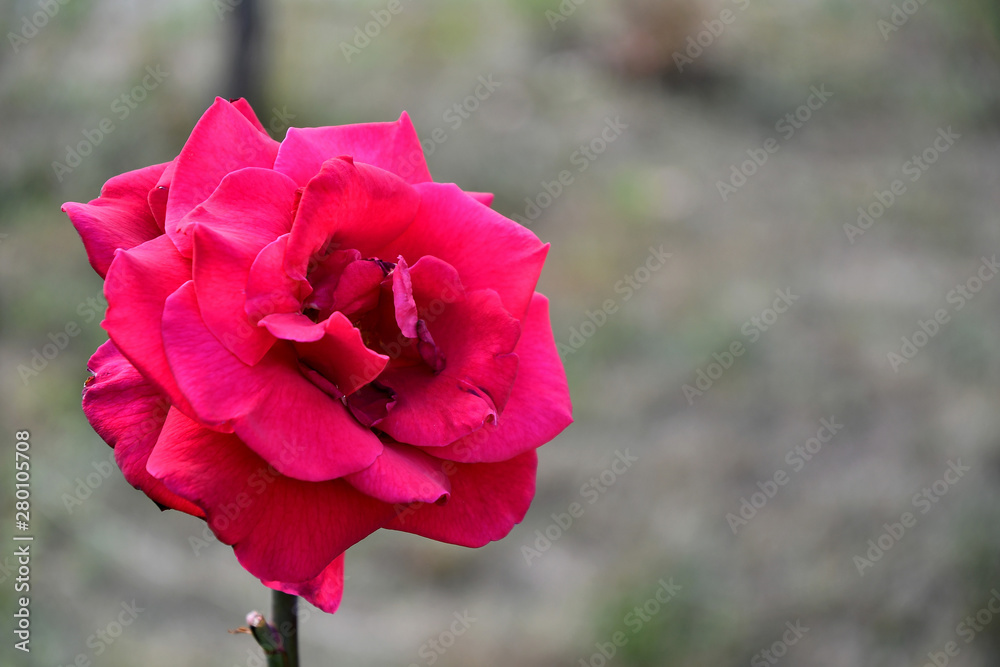 Obraz premium One red rose in the garden on a summer day.