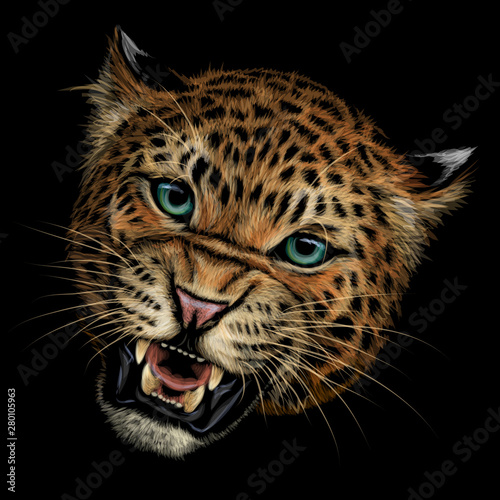 Growling leopard. Color, hand-drawn portrait of a growling leopard on a black background.