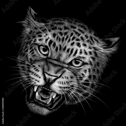 Growling leopard. Black and white  hand-drawn portrait of a growling leopard on a black background.