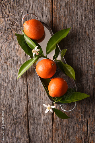 Tangelos on a metal tray with leaves and orange blossoms on a rustic wood background photo