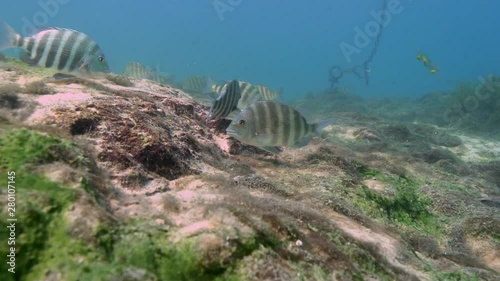 A small school of Sheepshead fish (Archosargus probatocephalus) moves through a Florida spring searching for food. These fish eat crabs and crustaceans, which are hidden by algae overgrowth. photo