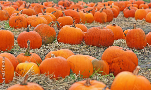 Pumpkins field
