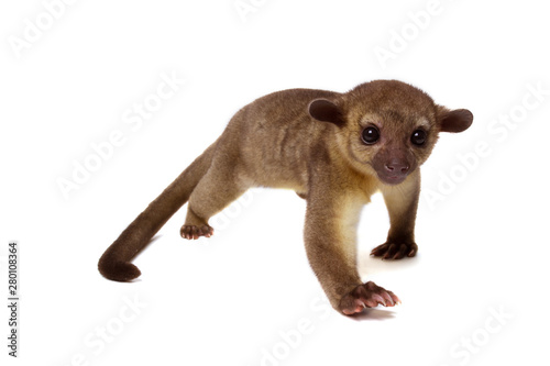 Kinkajou, Potos flavus, tropical animal isolated on white bakground . Mammal from Costa Rica. photo