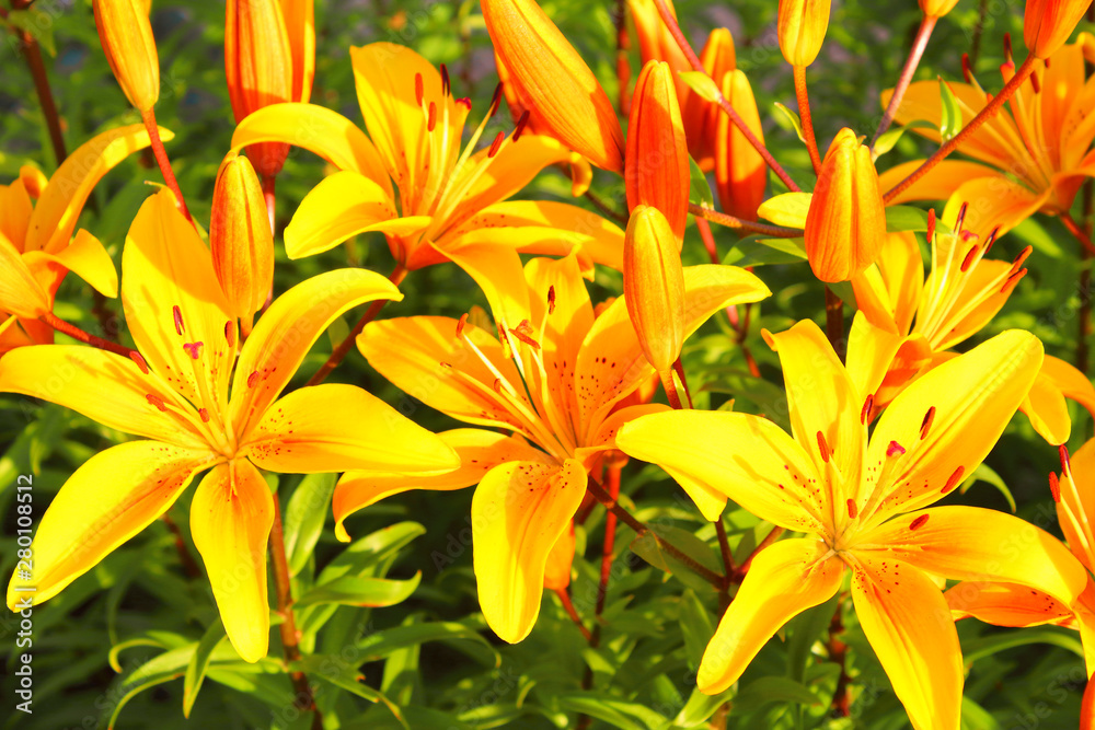 Beautiful yellow lily flowers. Close-up. Background. Texture. Beautiful yellow lily flowers. Close-up. Background. Texture.