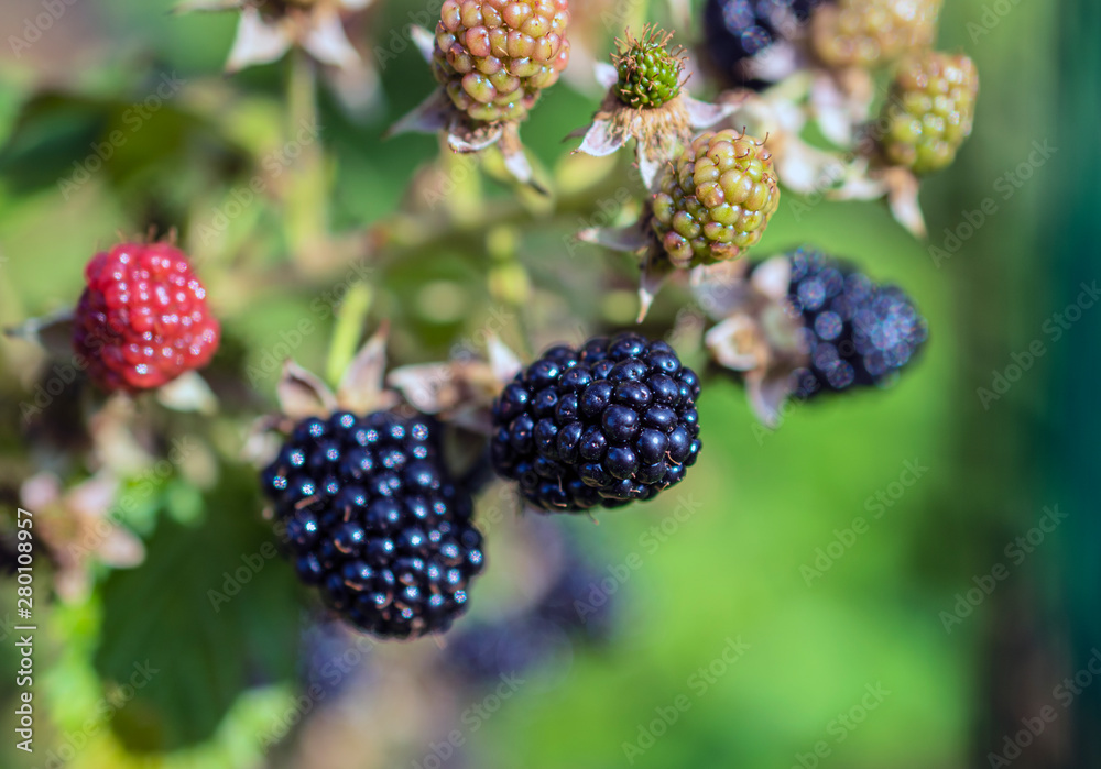 Blackberry growing in garden. Ripe and unripe blackberries on bush with selective focus. Berry background. Blackberry growing in garden. Ripe and unripe blackberries on bush with selective focus. Berry background.