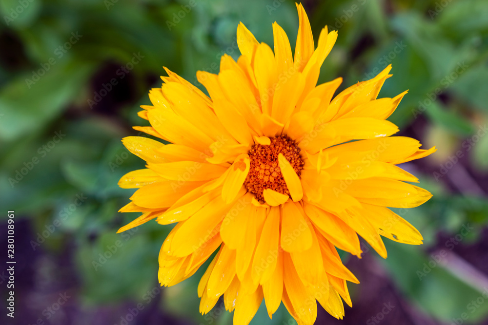 A close-up image of an orange calendula. Macro herbal tea calendula plant flower. A close-up image of an orange calendula. Macro herbal tea calendula plant flower.
