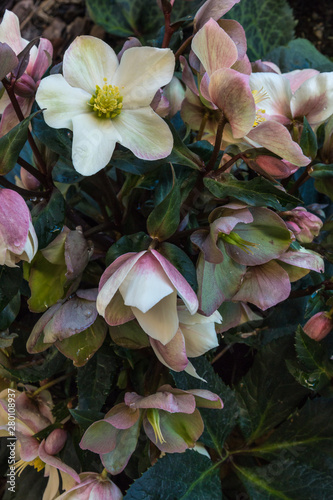 pink hellebore plant with flowers and buds