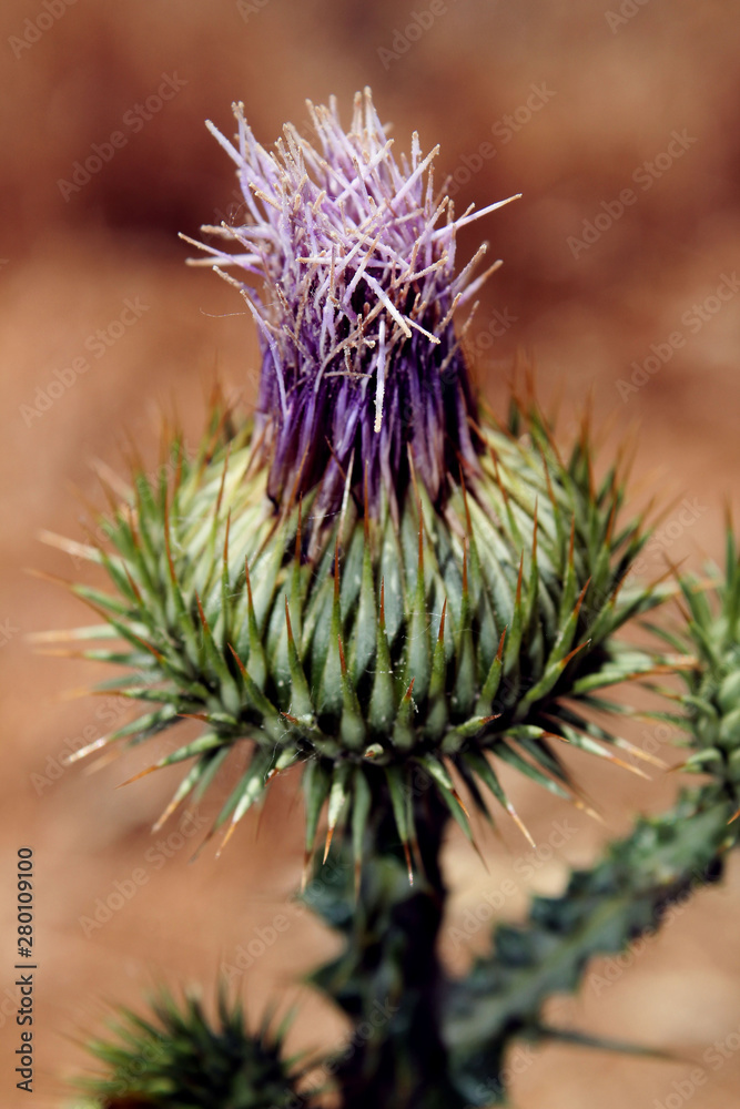 close up of a desert flower
