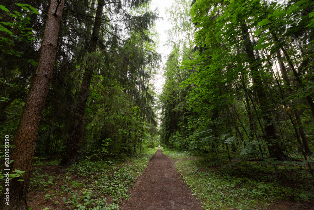 Fototapeta premium forest path from the threes 