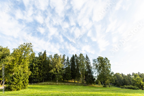 summer forest landscape in Pavlovsk Park 