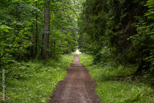 forest path from the threes 