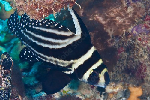 Spotted Drum (Equetus punctatus) on a Reef of the Caribbean Island of Bonaire photo