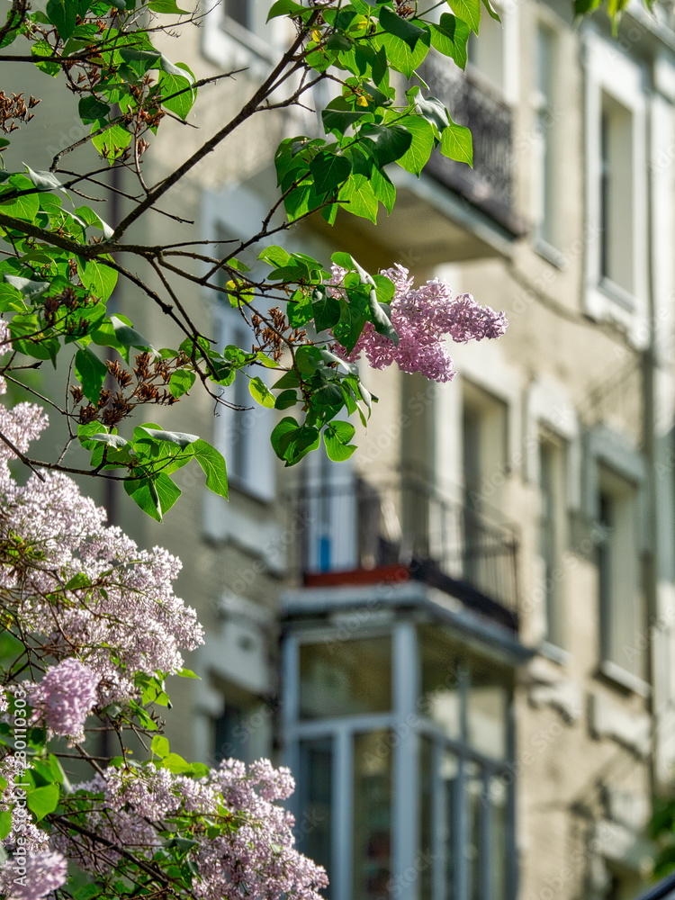 Lilac flowers background in the city