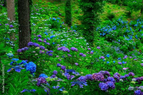 Fototapeta Naklejka Na Ścianę i Meble -  宮城県登米市　森の紫陽花