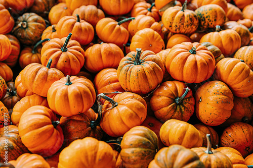 Fototapeta Large Piles Scattering of Orange small Pumpkins and Gourds at a Pumpkin Patch in