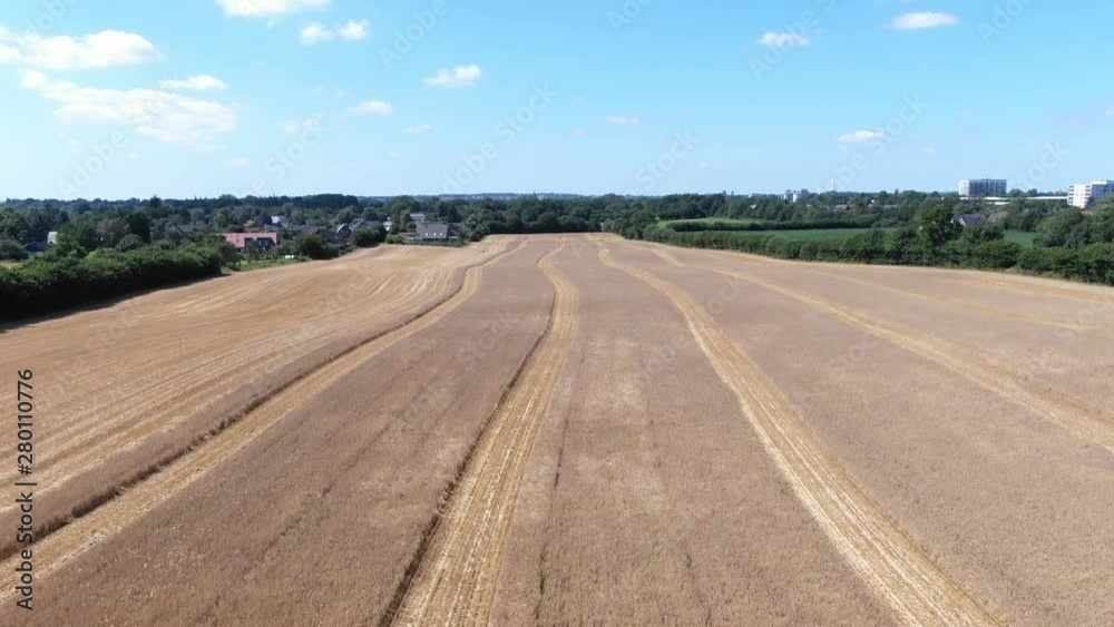 Wheat field drone shot. Farming season (Ungraded). Wheat field drone shot. Farming season (Ungraded).