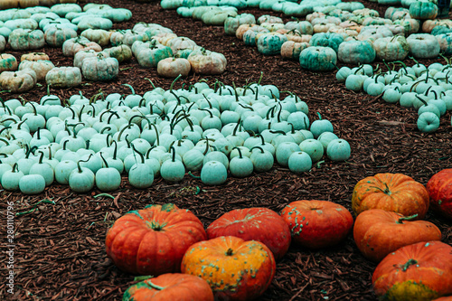 Teal Turqoise Pumpkins for Food Allergie sufferer children while trick or treating