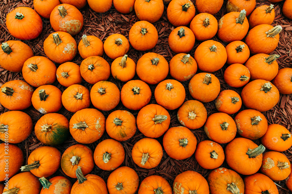 Large Piles Scattering of Orange Pumpkins and Gourds at a Pumpkin Patch in October for a Fall Festival