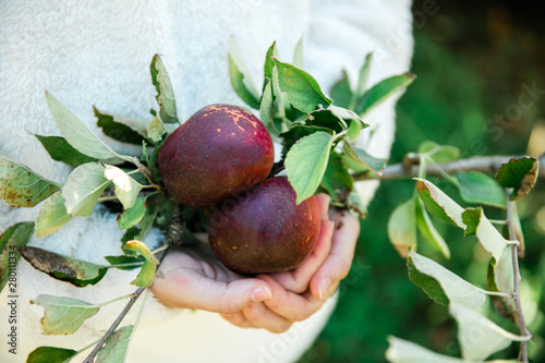 Dark red apples in a girl’s hands in the autumn at an orchard in the Georgia Mountains