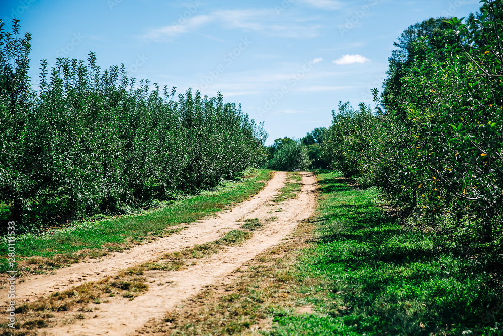 a long country dirt road at an apple orchard