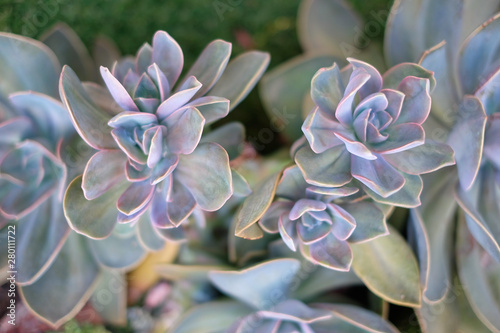Decorative pattern ov silver blue and pink succulent, top view.