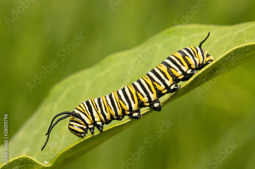 Monarch butterfly caterpillar - Danaus plexippus