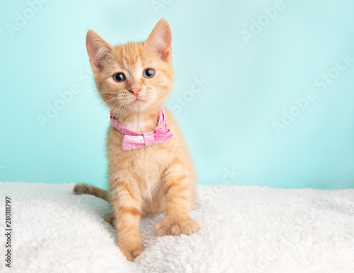 Cute Young Orange Tabby Cat Kitten Rescue Wearing Pink Bow Tie Sitting Looking to the Right © Ashley