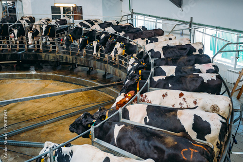 Fotografia Milking cows by automatic industrial milking rotary system in modern diary farm