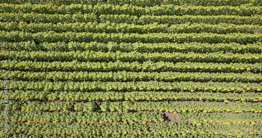 Aerial view: landing on a field with sunflowers using a quadcopter Aerial view: landing on a field with sunflowers using a quadcopter
