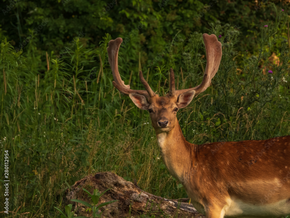 FallowDeer