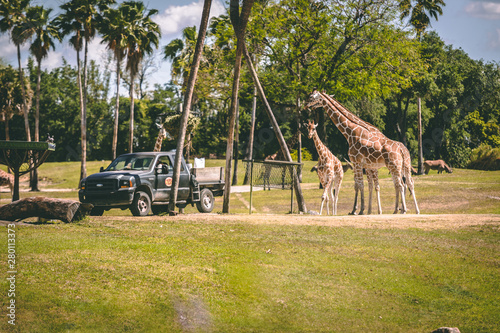 giraffes in the park