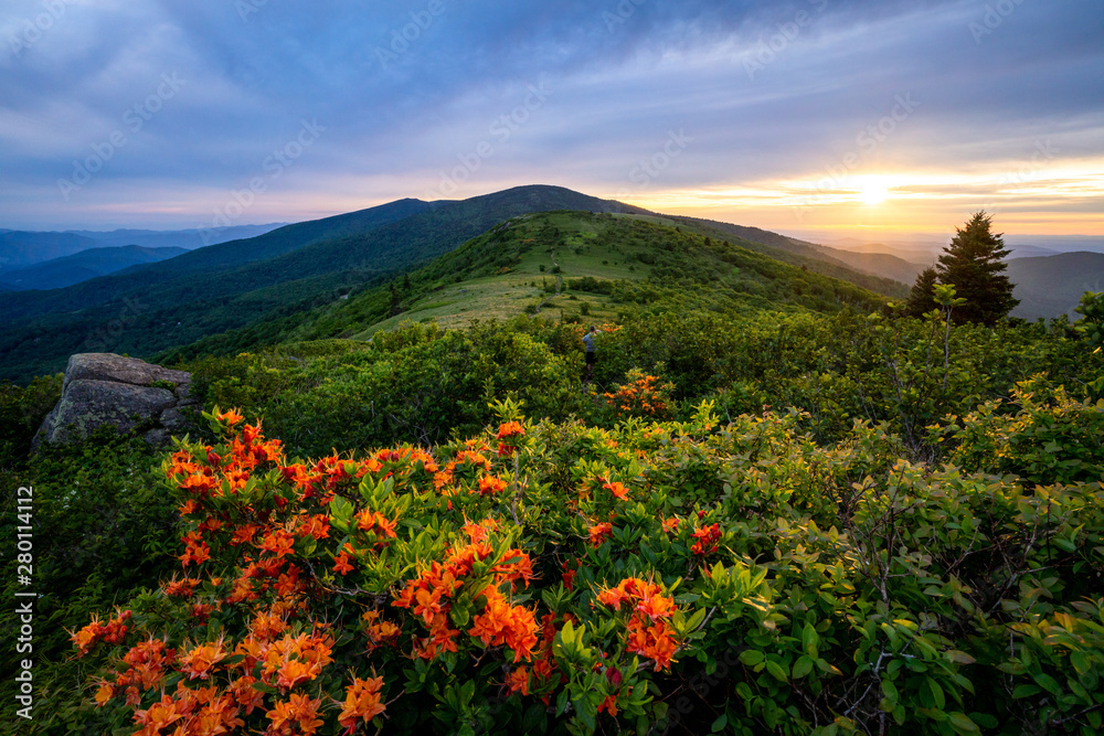 Beautiful flame azaleas blooming in the spring along the Appalachian Trail at the Roan Highlands