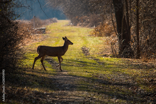 Deer in the Forest photo