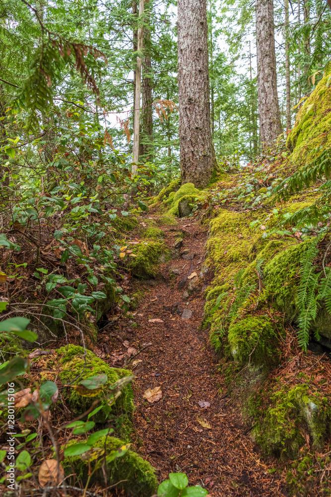 View at Mountain Trail in British Columbia, Canada. Forest Background. View at Mountain Trail in British Columbia, Canada. Forest Background.