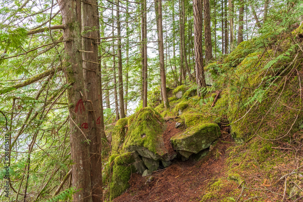 View at Mountain Trail in British Columbia, Canada. Forest Background. View at Mountain Trail in British Columbia, Canada. Forest Background.