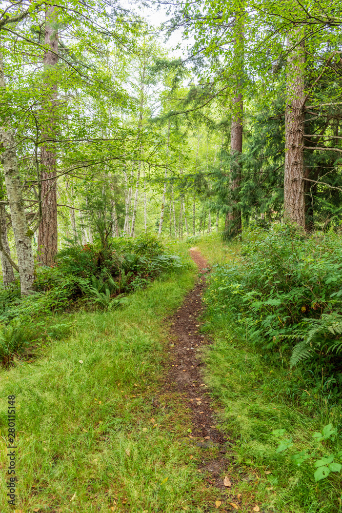 View at Mountain Trail in British Columbia, Canada. Forest Background. View at Mountain Trail in British Columbia, Canada. Forest Background.