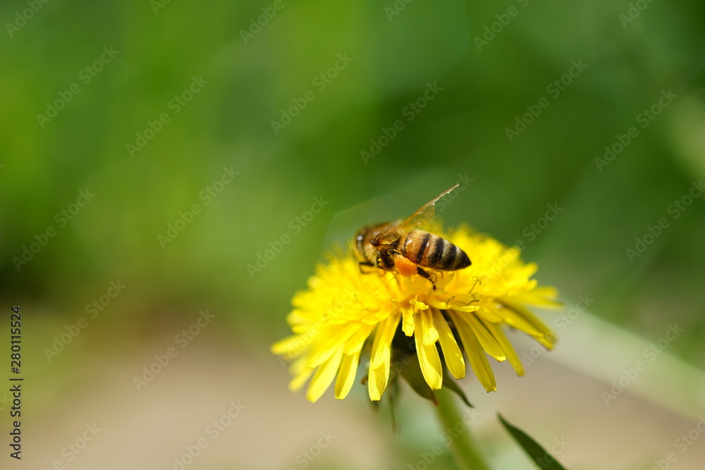 honeybee on the yellow dandelion in the summer garden honeybee on the yellow dandelion in the summer garden