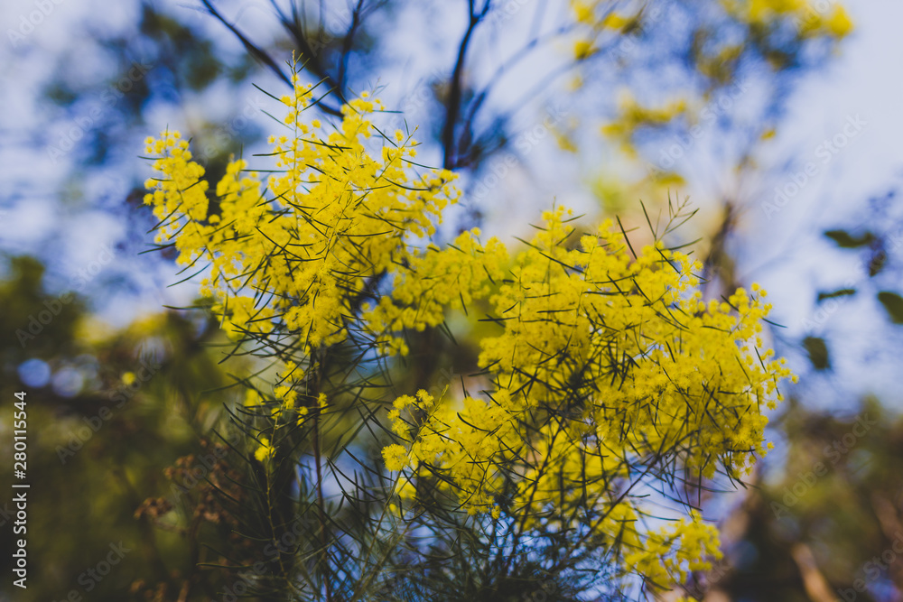 Australian native yellow wattle branches in bloom Australian native yellow wattle branches in bloom