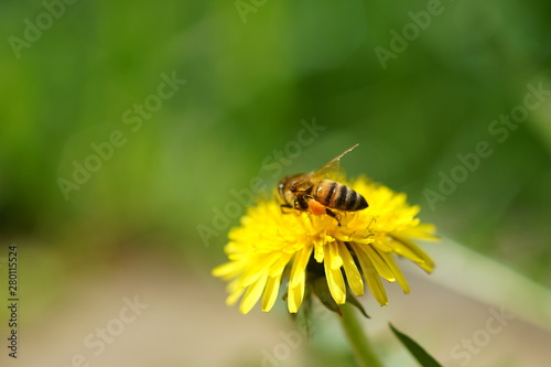 honeybee on the yellow dandelion in the summer garden
