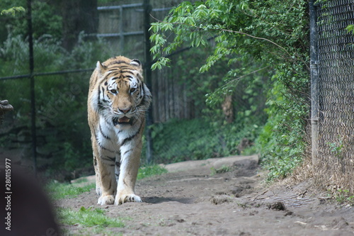 tiger in zoo